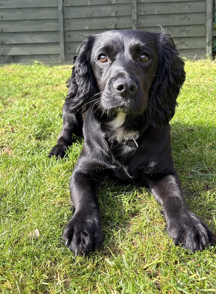 pd lola1