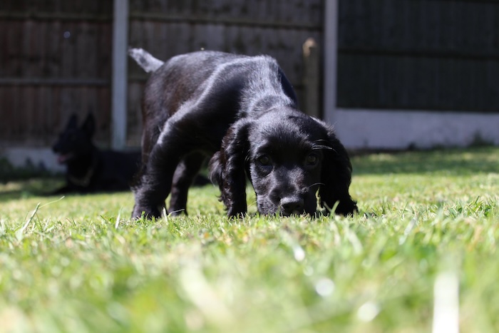 pd lola2