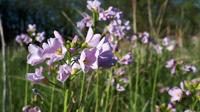 Cuckooflower Rachel Shaw