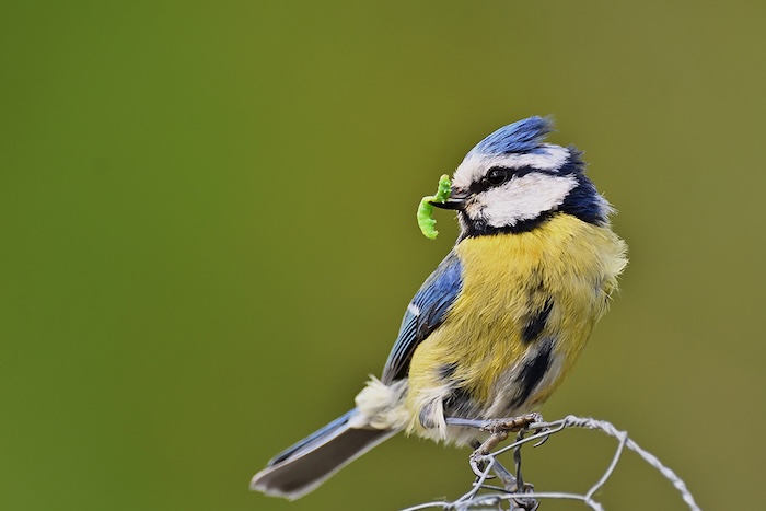 LWT Blue tit with caterpillar for chicks