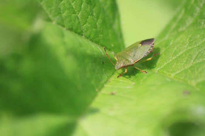 LWT Green shieldbug c Tom Hibbert