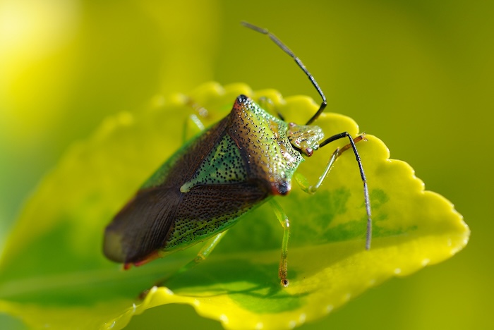 LWT Hawthorn shieldbug Amy Lewis