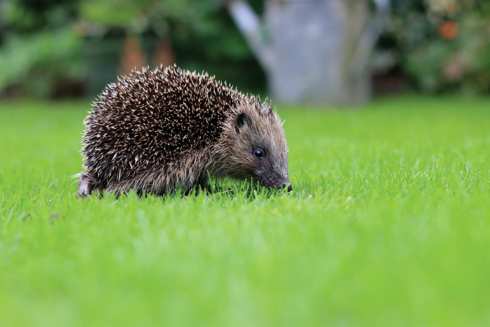 Little feet can take big steps for nature