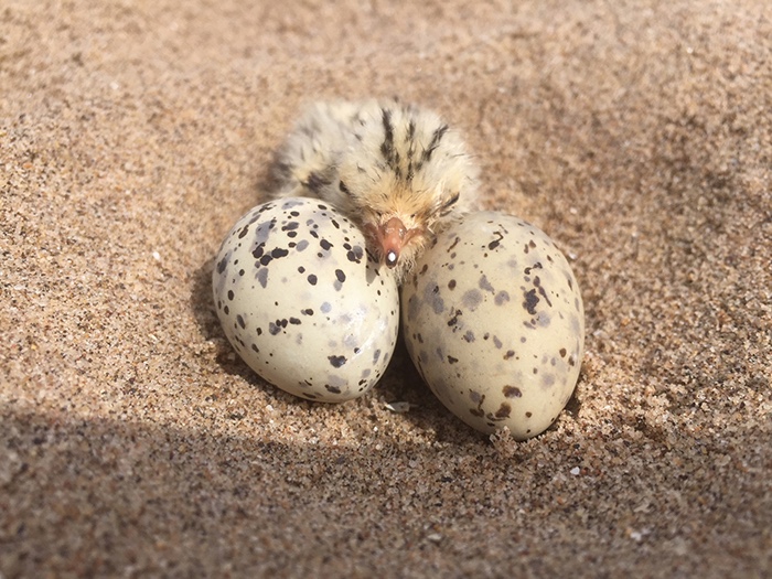 LWT bird danger Little tern chick with two eggs c Richard Doan