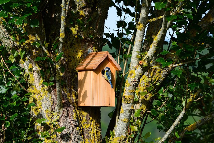 LWT blue tit 2 at a nest box