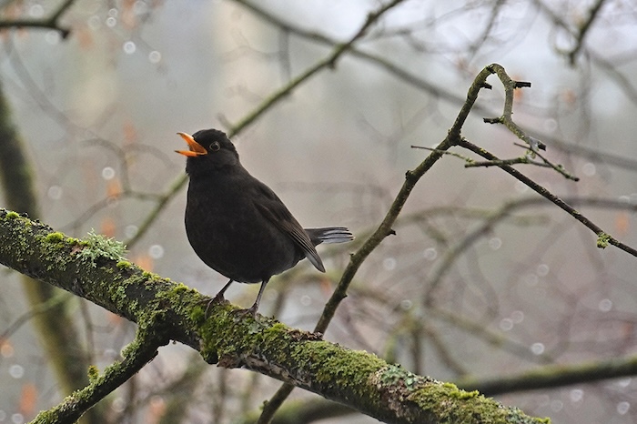 LWT dawn chorus blackbird 6065575