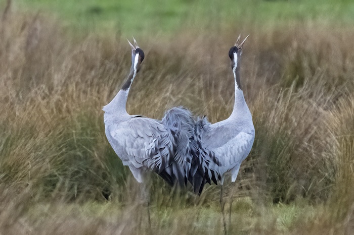 LWT dawn chrous cranes bugling at Willow Tree Fen credit David Roberts