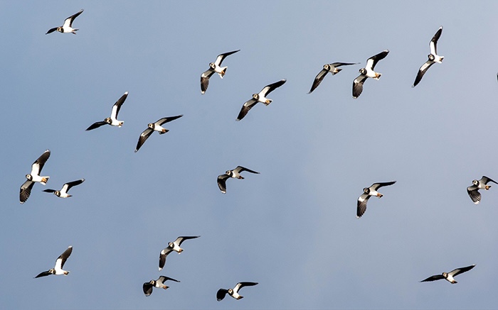 LWT lapwing 2 in flight