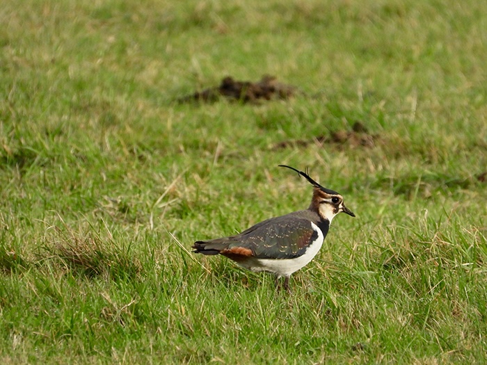 LWT lapwing 3 in a field