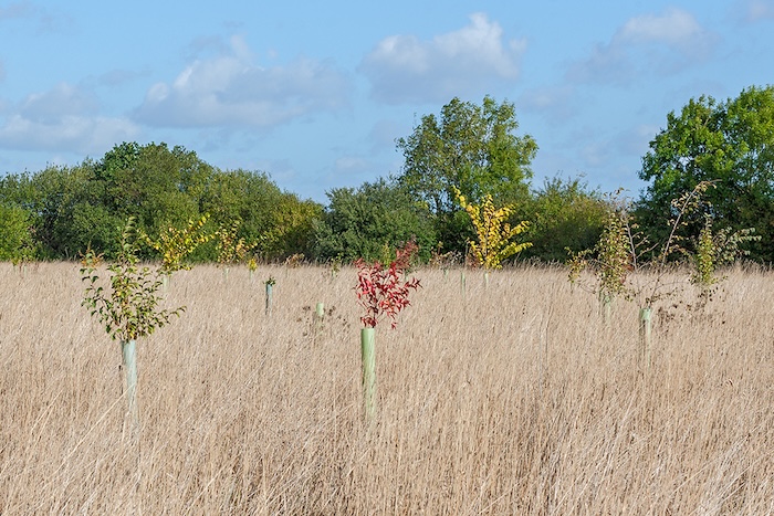  wildife 2 Hardwick Scrub Saxilby Nature Project