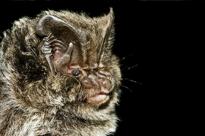 all about bats2