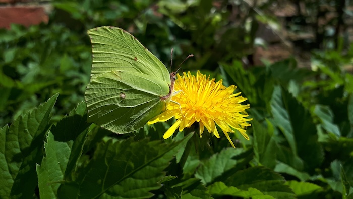 brimstone Rachel Shaw