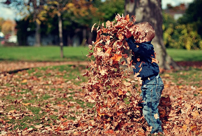 lwt autumn leaves2