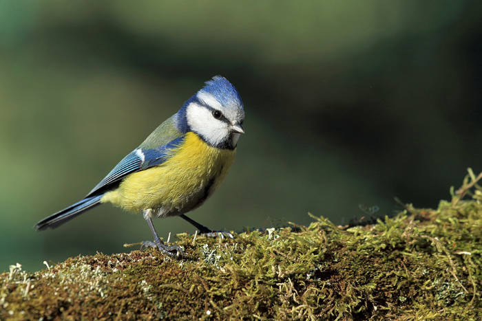 Is blue the colour of love?