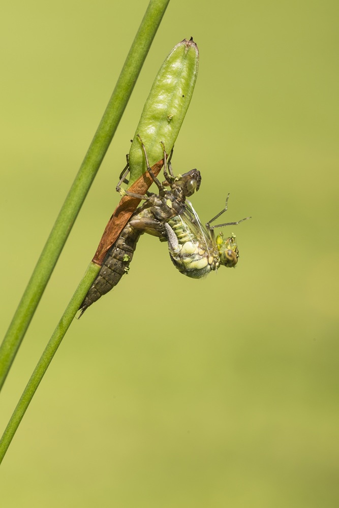 lwt dragonfly emerging