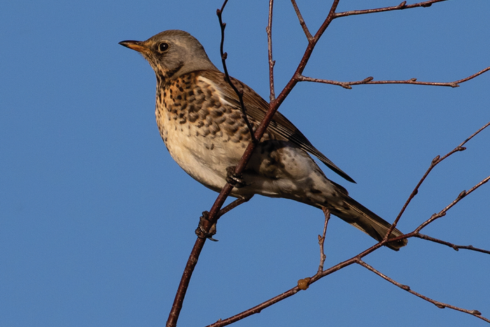 lwt fieldfare
