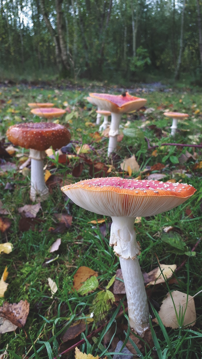 lwt mushroom 1