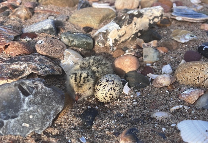lwt nurdle sep 2025 One of this years little tern chicks photo taken under licence by Shorebird Warden