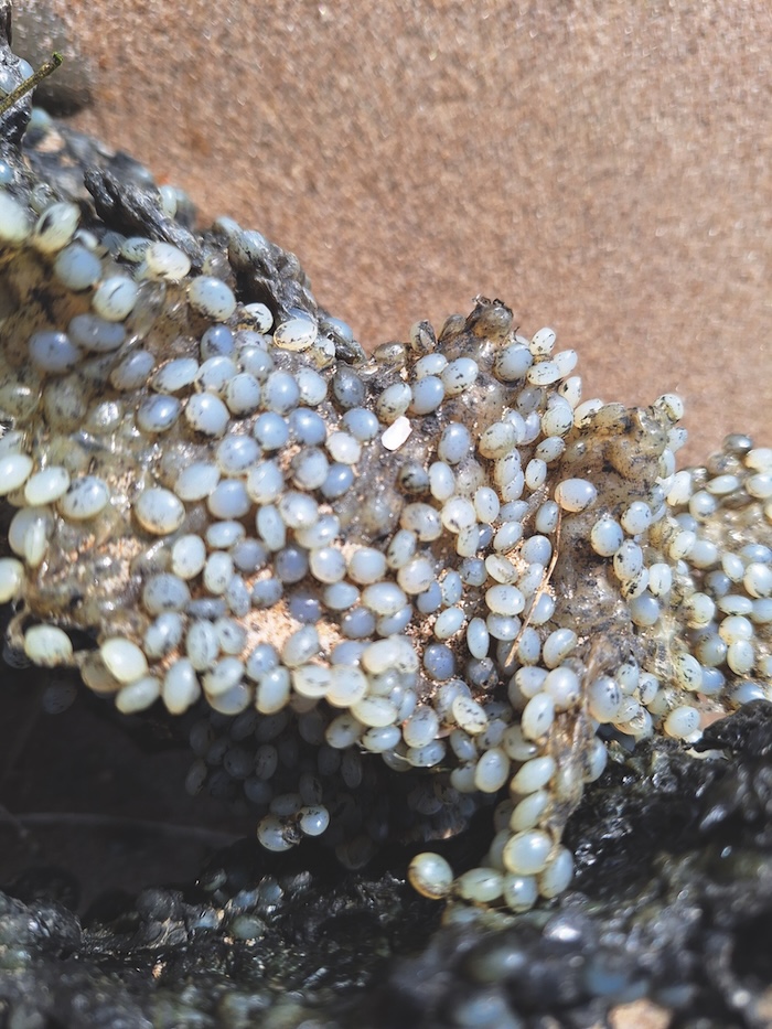 lwt nurdles sep2025