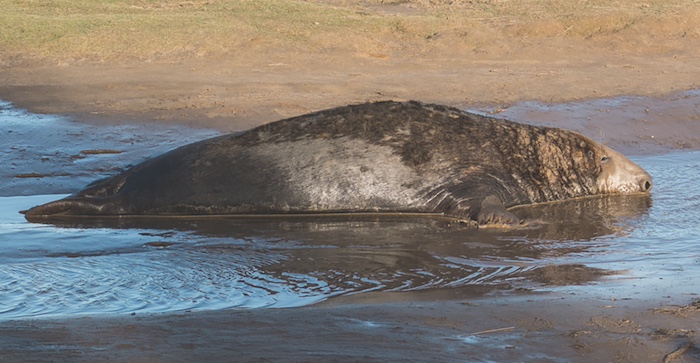 lwt seal