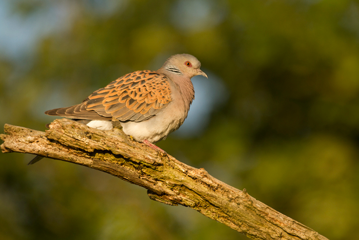 lwt turtle dove