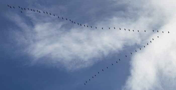 lwt twilight 2 geese