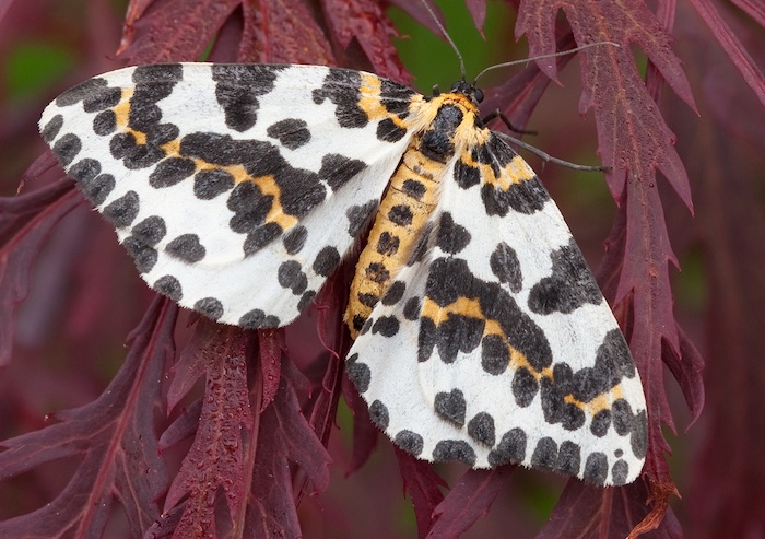 moths magpie