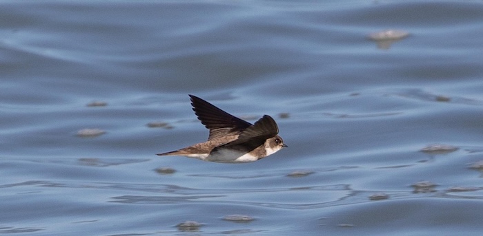 trust sand martin no credit required