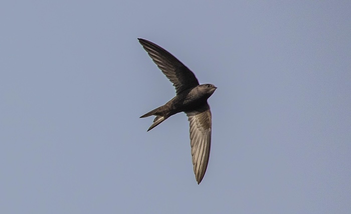 trust swift no credit required