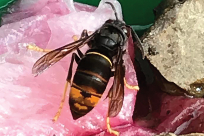 Hornet invasion potential threat to our honey bees