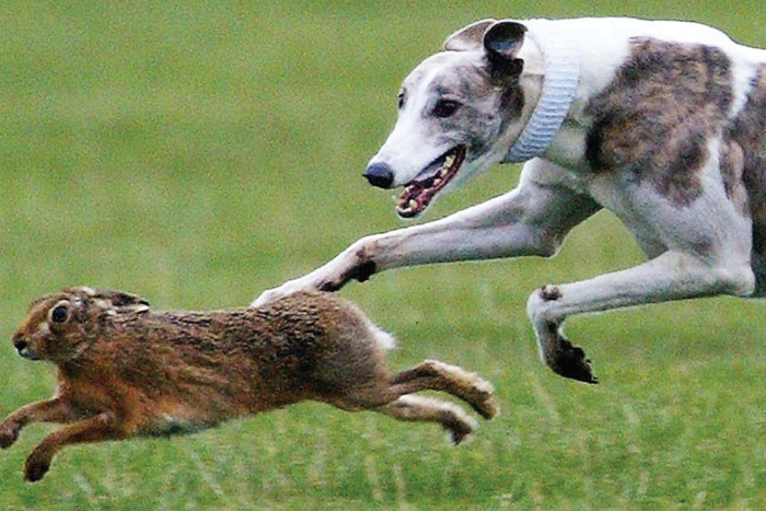 Police operation to tackle barbaric hare coursing