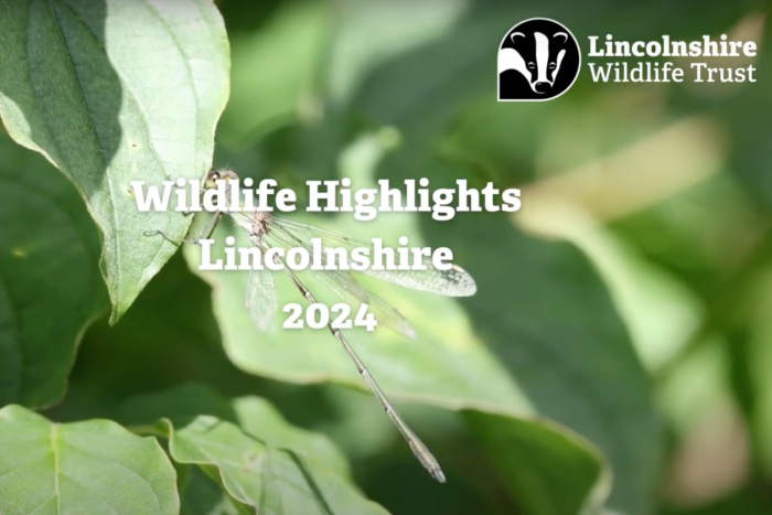 Something for the weekend – have a peek at Lincolnshire wildlife