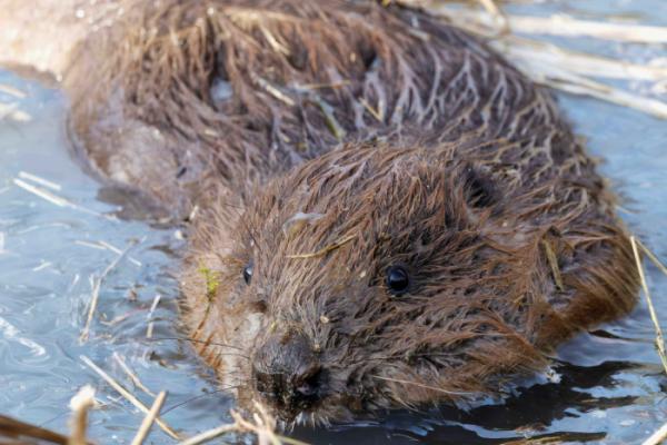 Beavers back in county 