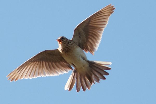 Enjoy the dawn chorus at nature reserves