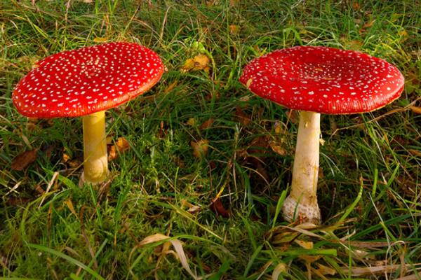 Fungus fun – try our quiz