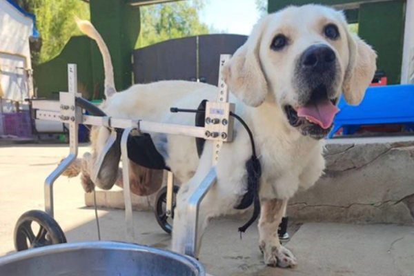 Giving survivors of China’s dog meat trade a second chance.