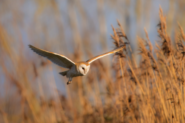 Go wild this Christmas