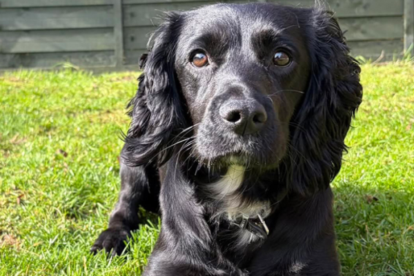 Lola ready to work as Police Dog