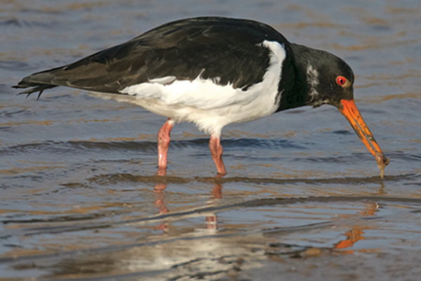 Mud, glorious mud – why it’s so important to nature