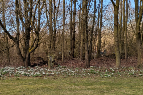 Plant snowdrops in memory of children