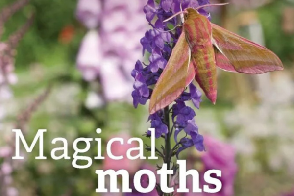 Welcome moths and their caterpillars into your garden