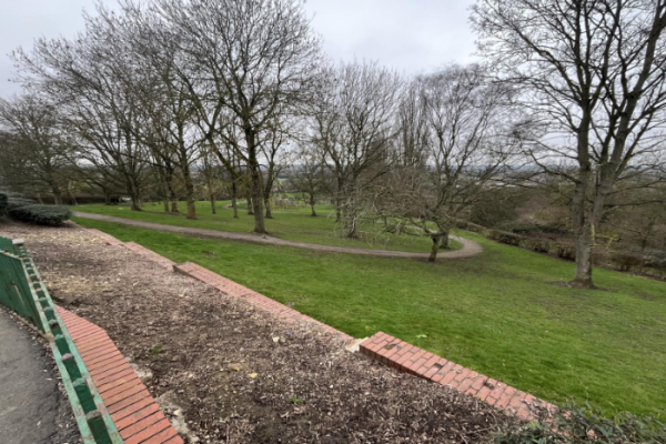 Whittons Park trees removed this week